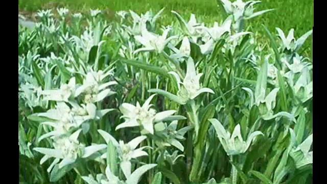Mary Hopkin Edelweiss смотреть онлайн