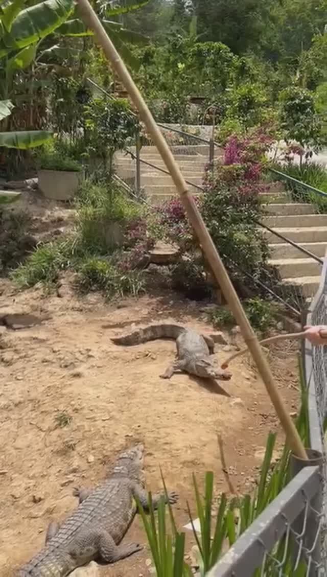 Вьетнам Май 2024г. Кормим крокодила. смотреть онлайн