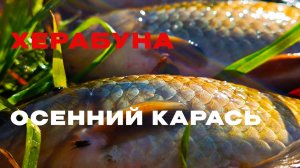 Золотой октябрь. Карась ещё здесь