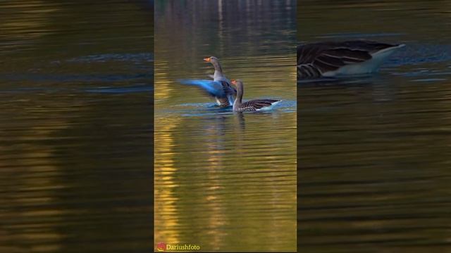 ProRes log, iPhone 15 pro max, معین #iran #iphone15promax #geese смотреть онлайн