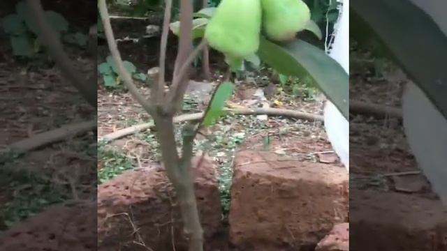 Wax jambu(apple) thailand hybrid sweet chamba смотреть онлайн