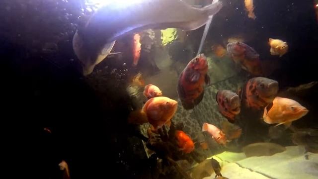 Астронотусы подростки HD смотреть онлайн