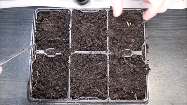 How to Grow An Apple Tree from a Pip смотреть онлайн