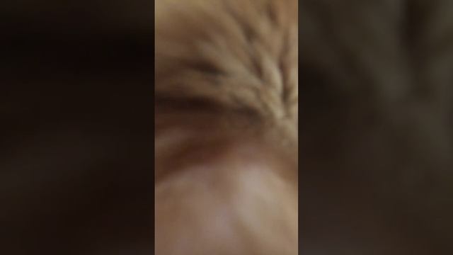 дэнси-кот 😺 смотреть онлайн