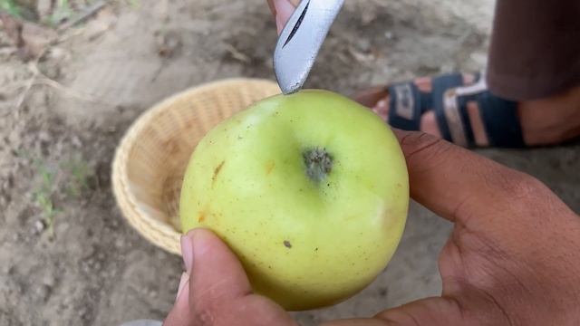 How To Grow Apple Tree From Apple Fruit in Water 100% Success Using Natural Hormone Onion and Banan смотреть онлайн