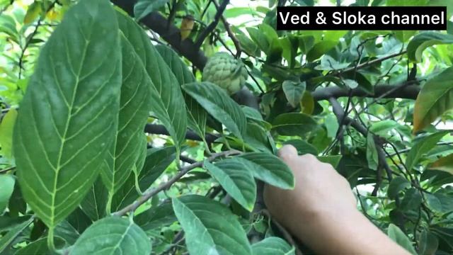 #custard apple #tree planted by #grandma cutting custard apples from home garden#మా పెరటి సీతాఫలాలు смотреть онлайн