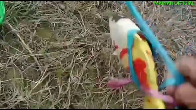 Menangkap Anak Ayam Warna Warni, Kura Kura, Ikan Hias, Ikan Koi, Kepiting, Bebek, Paus Orca, Lobste смотреть онлайн