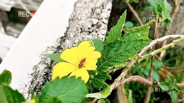Good Morning , whatsapp status tamil ,honey bee 🐝 #honeybee смотреть онлайн