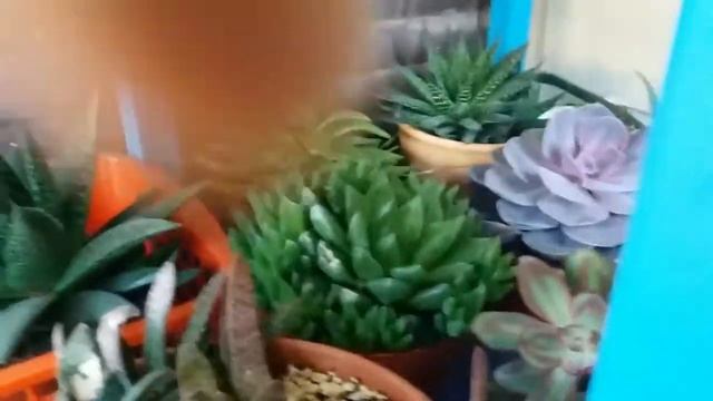 My Haworthia succulent in beautiful blooms смотреть онлайн