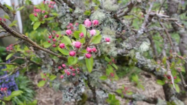 Blooms background bird noises Apple tree eye line смотреть онлайн