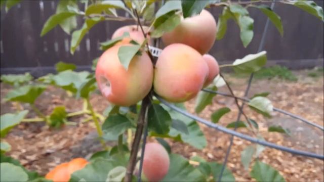 My Favorite Apple in my yard Beni Shogun Apple - The early fuji смотреть онлайн