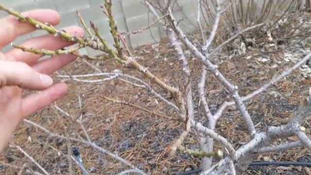 Why I Don't Like Dwarf Fruit Trees смотреть онлайн