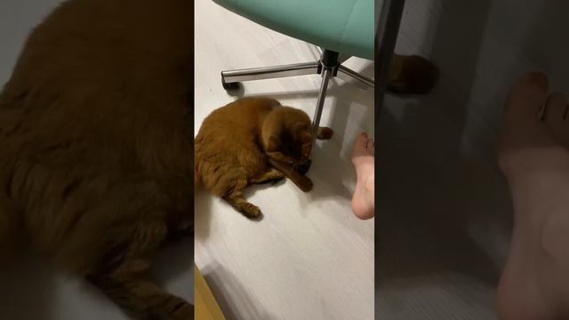 Тронула меня #кошка #смешныеживотные смотреть онлайн