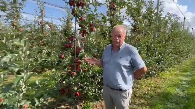 !! Alvina Gala !! letest Apple variety of gala Apple 🍎 2024 !! gala apple farming in Himalayas !! смотреть онлайн