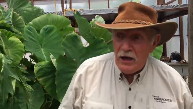Growing fruit trees in Aquaponics. Is it possible? смотреть онлайн