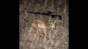 5. Ночная охота на шакала, выстрелы по хищникам из разных калибров