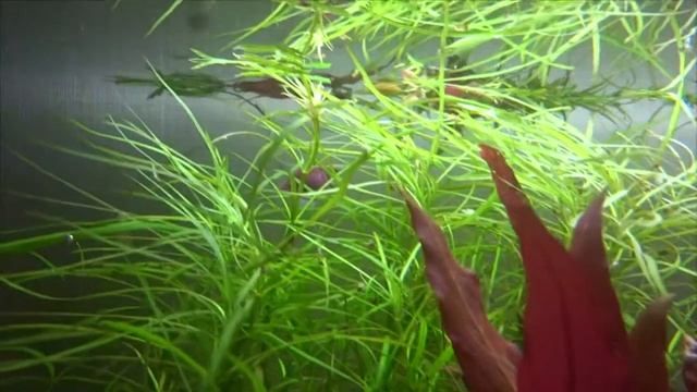 Погостемон октопус (Pogostemon octopus). Аквариумные растения. смотреть онлайн