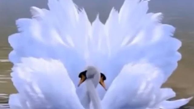 Рассвет встречает свежестью своей, Стихи Вероника Фабиан, муз. и исп. Самуил Фрумович смотреть онлайн