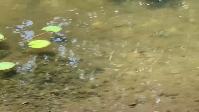Apple Snail Eggs Hatched, Taking Care of Babies смотреть онлайн