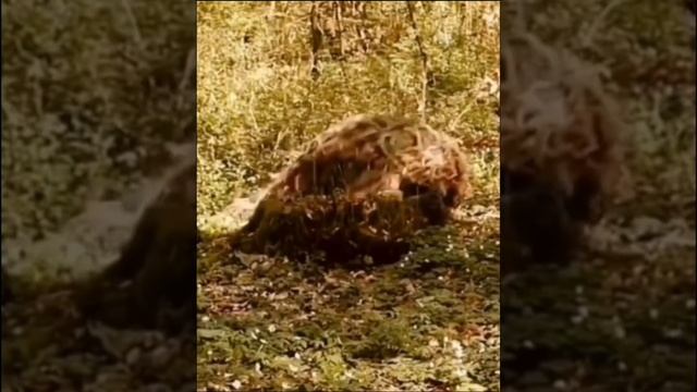 Система боевого выживания Кадочникова. Маскировка. смотреть онлайн