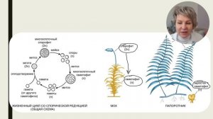 Жизненные циклы растений