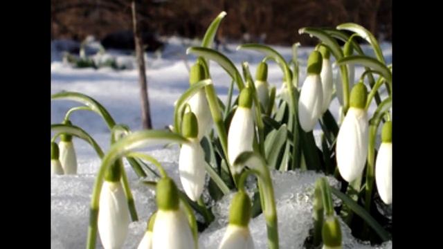 Всё равно весна придёт смотреть онлайн