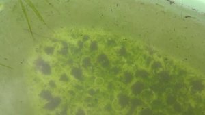 Как разводить живой корм в домашних условиях  Чертиков, мотыля и личинок комаров