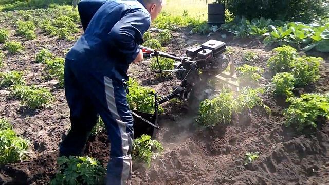 Окучивание картошки мотоблоком. Дисковый и ушастый окучник. смотреть онлайн