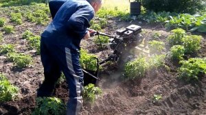 Окучивание картошки мотоблоком. Дисковый и ушастый окучник.