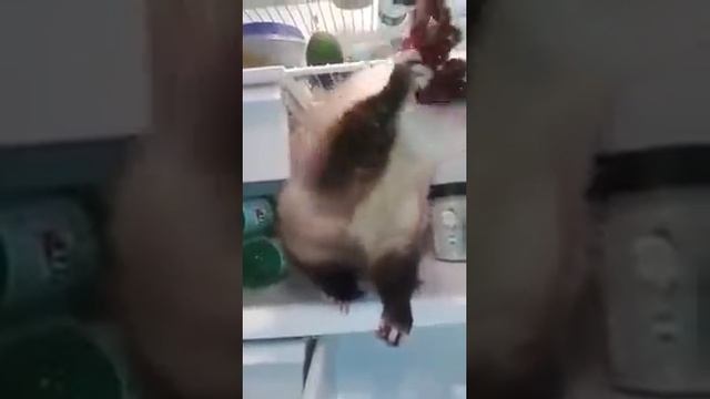 Apple Eating Grapes in the Fridge смотреть онлайн