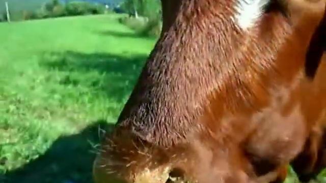 A cow eating an apple смотреть онлайн