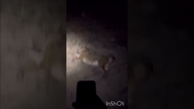 Ночная охота на шакала продолжается смотреть онлайн