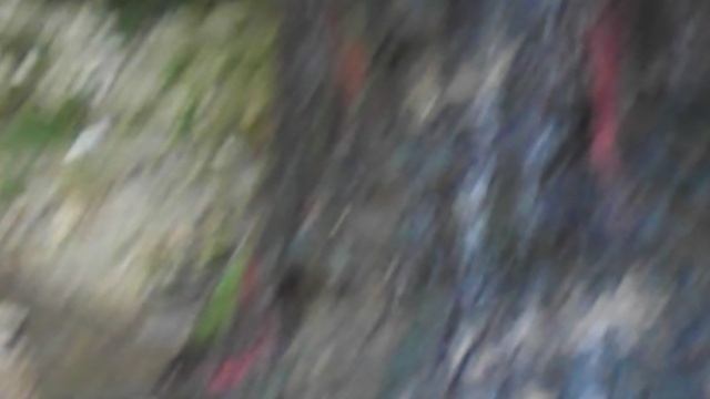 DSCN3320ЛОТОСЫ КИЗИНКА МОСТОВСКИЙ РАЙОН ИЮЛЬ 2020