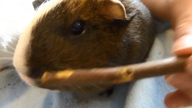 Cute Guinea Pigs Chewing on Apple Stick смотреть онлайн