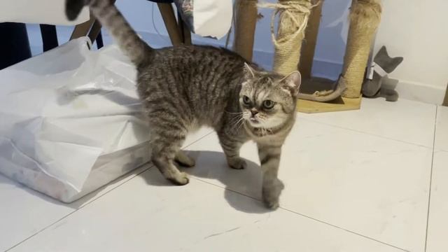 Using Freestyle Libre on a Diabetic Cat смотреть онлайн