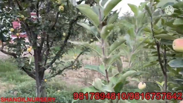 Anna apple golden apple वह सेव जो आपका 35 से 48 डिग्री सेल्सियस में भी पैदा हो सकता है (9817894810 смотреть онлайн