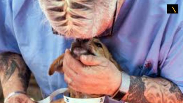 World Veterinary Day (Last saturday of april) смотреть онлайн