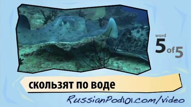 Learn Russian With Video - Marine Life