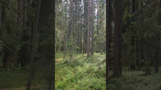 Карелия 2024. Сказочный Карельский лес. Июль 2024г (Часть 2) (б_Cup).mp4 смотреть онлайн