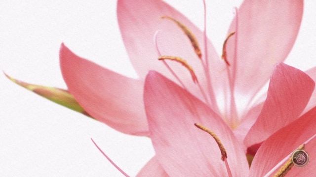 ᗩړℋړЕړЧړКړЕ ℋړᗩ ДړЕړℋړЬ ⒷړᗩړРړЕړℋړЬړЯ ✿ܓ смотреть онлайн