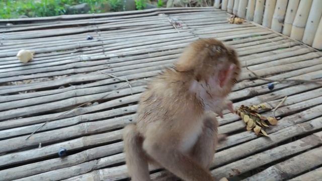 Woman with girl found apple in forest for eat & give food to dog |give to dog смотреть онлайн