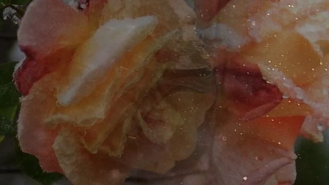 Роза На Снегу смотреть онлайн