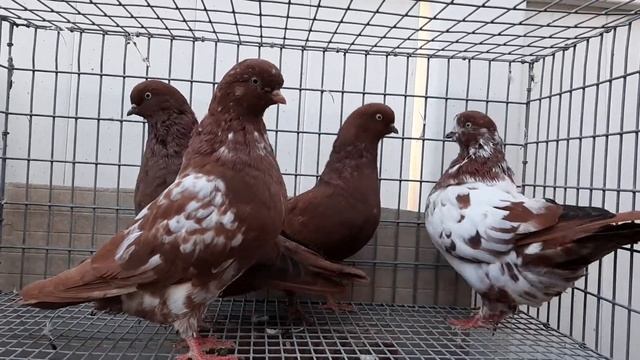 Bronze Show Tipplers for Sale at the Big Apple Show 11/23/19 смотреть онлайн