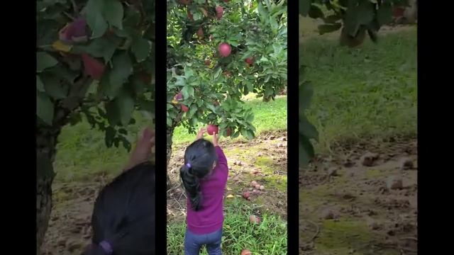 🍎 Apple picking with my Sister смотреть онлайн