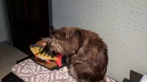 Кот и большая рыба.