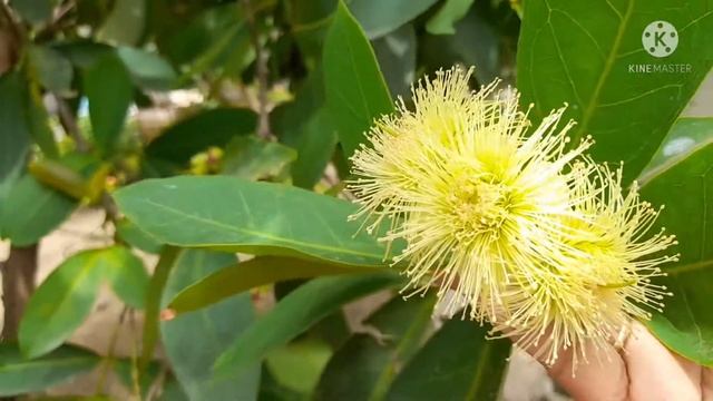 Water Apple fruit Health benefits in telugu||రోజ్ ఆపిల్ смотреть онлайн