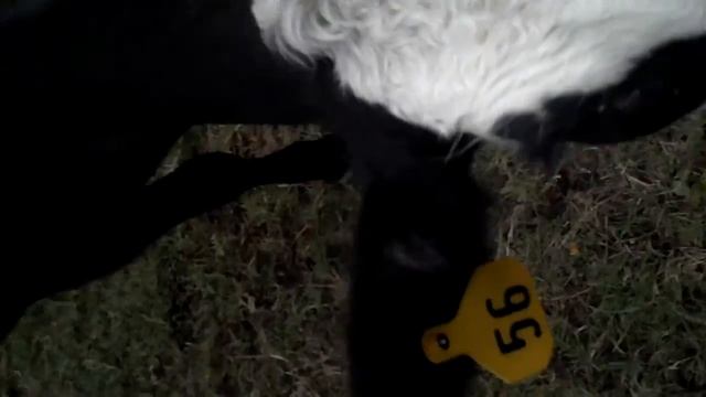 G's cow eating an apple смотреть онлайн