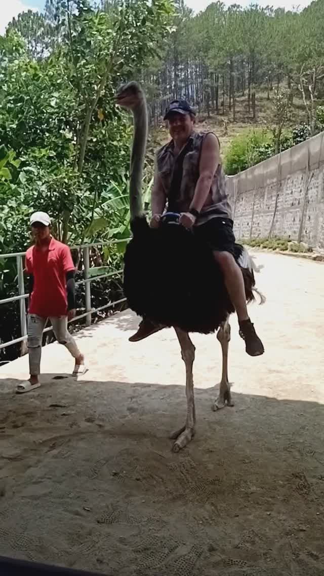 Вьетнам. Май 2024г. Катаюсь на страусе. смотреть онлайн