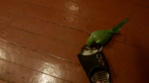 Ожереловые попугаи