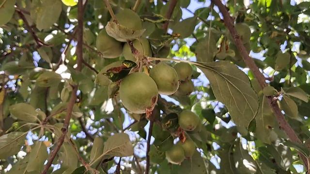 I was shocked to see so many apples смотреть онлайн